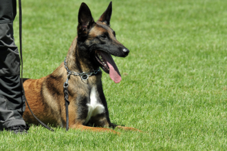Heróis de Quatro Patas: A Jornada dos Cães Vigilantes da Guarda Civil Municipal de Boa Vista