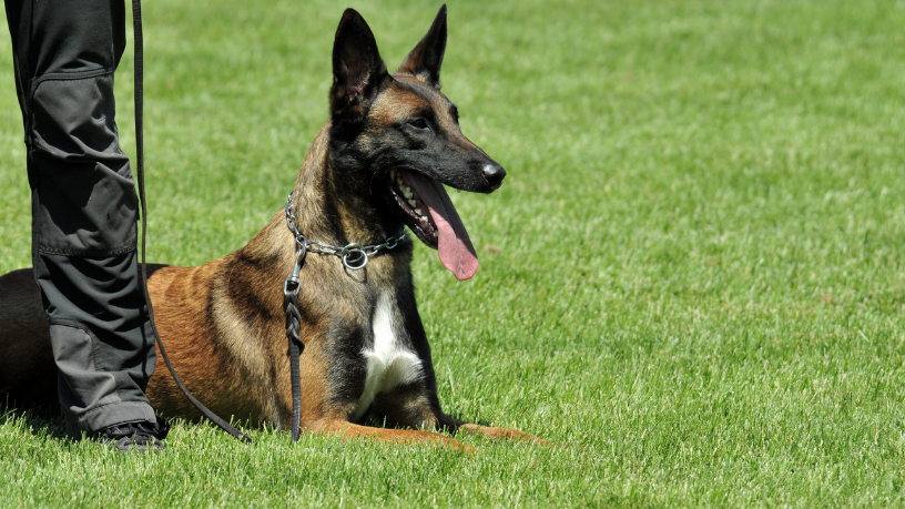 Heróis de Quatro Patas: A Jornada dos Cães Vigilantes da Guarda Civil Municipal de Boa Vista