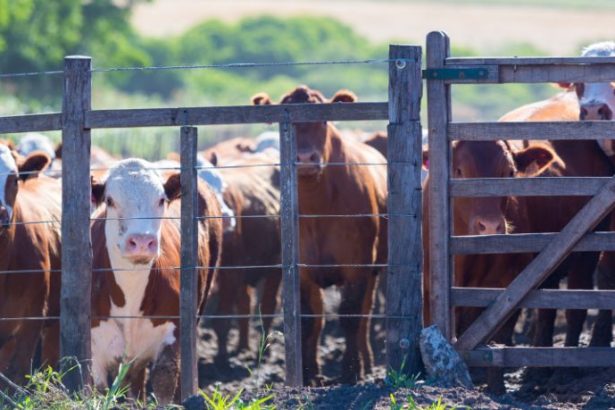 Transformação Digital na Pecuária de Corte em Roraima: Caminhos Estratégicos para o Futuro do Campo