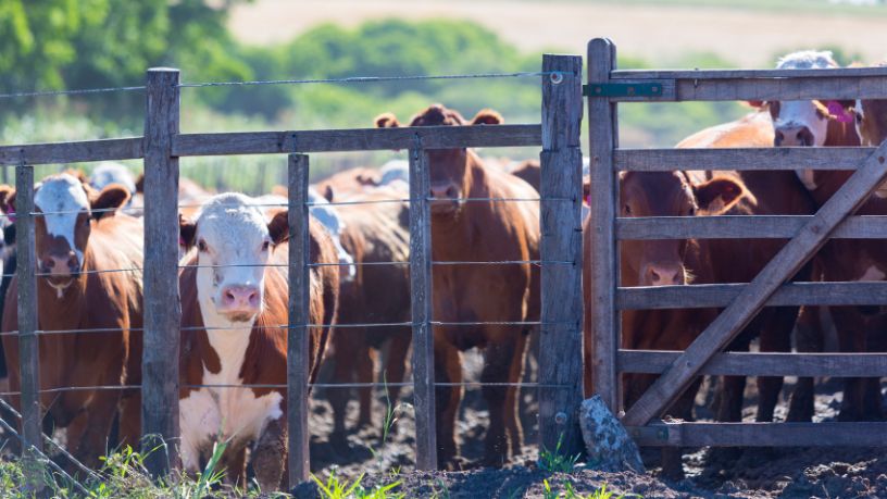 Transformação Digital na Pecuária de Corte em Roraima: Caminhos Estratégicos para o Futuro do Campo