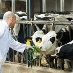 Pecuária de Corte em Roraima Avança com Ferramentas Digitais e Mostra Novo Caminho para o Agronegócio