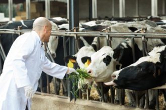 Pecuária de Corte em Roraima Avança com Ferramentas Digitais e Mostra Novo Caminho para o Agronegócio