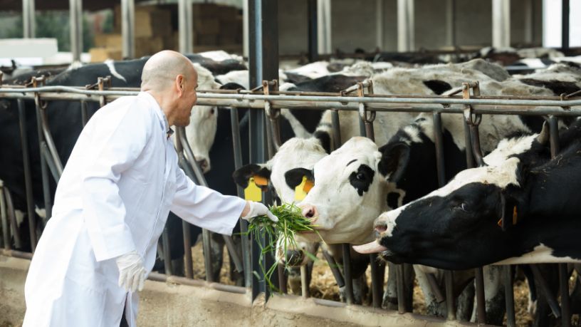 Pecuária de Corte em Roraima Avança com Ferramentas Digitais e Mostra Novo Caminho para o Agronegócio