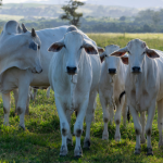 Pecuária de Corte em Roraima Avança com Tecnologia: Como Ferramentas Digitais Estão Transformando o Campo