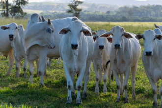 Pecuária de Corte em Roraima Avança com Tecnologia: Como Ferramentas Digitais Estão Transformando o Campo