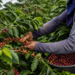 Café na entressafra ganha força e amplia oportunidades para produtores de Roraima