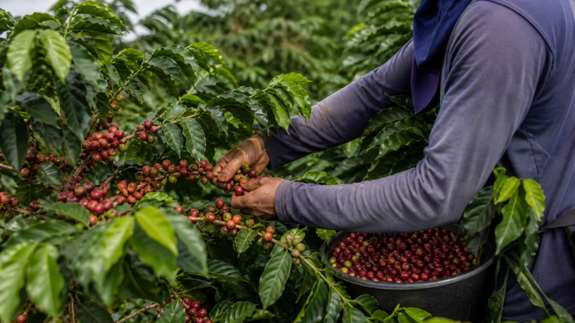 Café na entressafra ganha força e amplia oportunidades para produtores de Roraima
