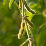 O Avanço Tecnológico no Cultivo da Soja em Roraima e as Perspectivas para a Próxima Safra