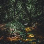 Curso d’água atravessa uma área de floresta tropical densa e verdejante.