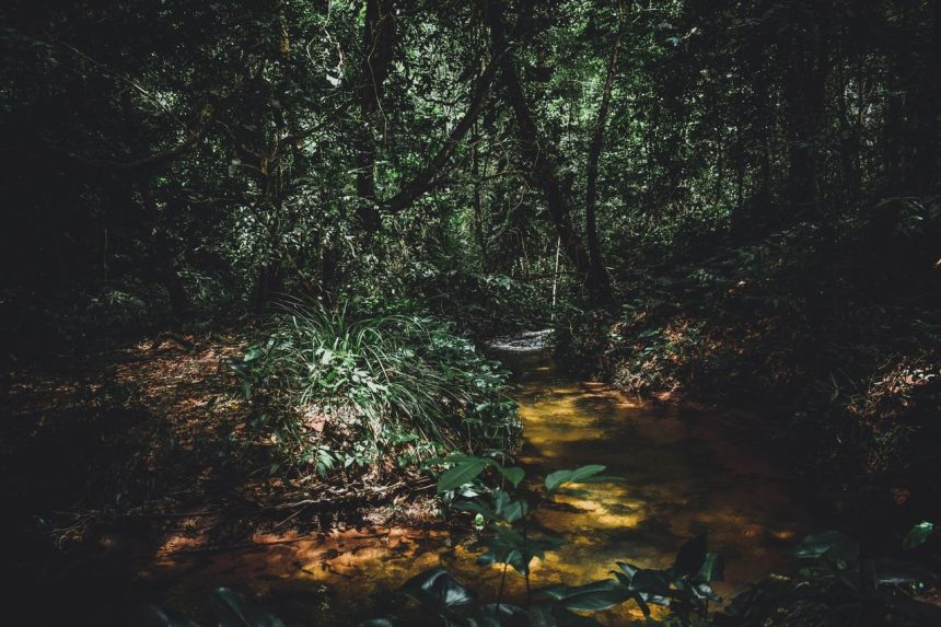 Curso d’água atravessa uma área de floresta tropical densa e verdejante.